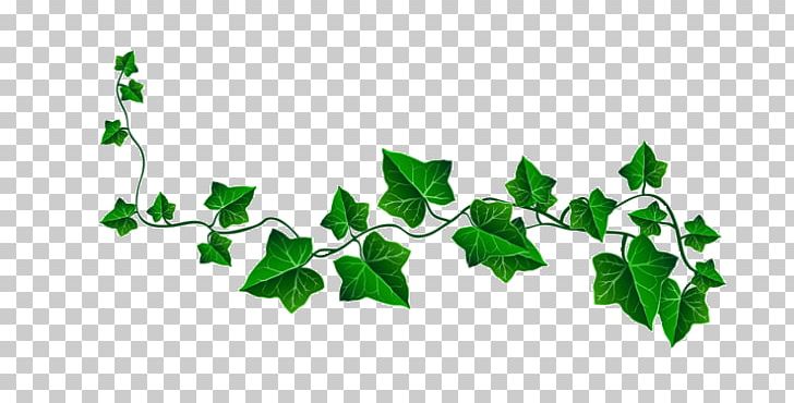 Open Vine Portable Network Graphics Graphics PNG, Clipart, Araliaceae, Branch, Common Ivy, Computer, Computer Icons Free PNG Download