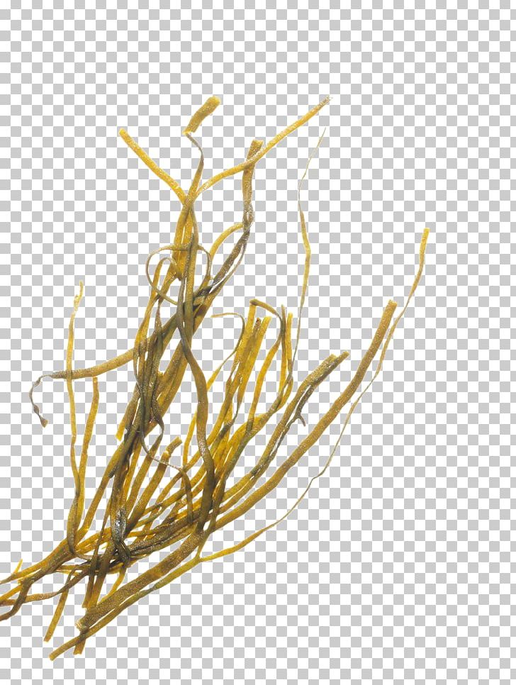 Seaweed Algae PNG, Clipart, Algae, Bath, Branch, Commodity, Creatures Free PNG Download