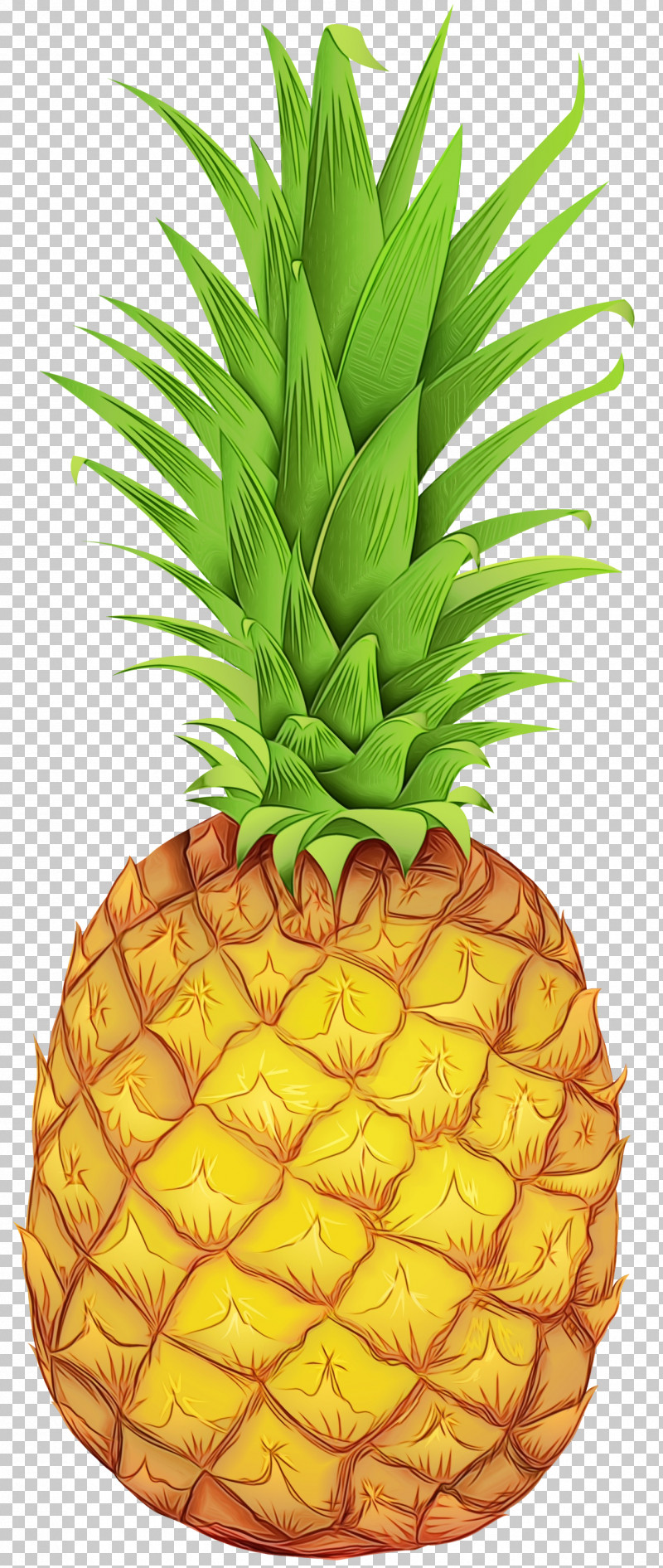 Pineapple PNG, Clipart, Cartoon, Drawing, Line Art, Paint, Pineapple Free PNG Download
