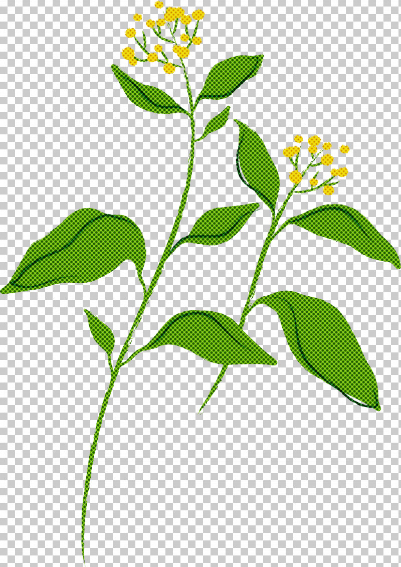 Flower Plant Leaf Plant Stem Herb PNG, Clipart, Flower, Herb, Leaf, Plant, Plant Stem Free PNG Download