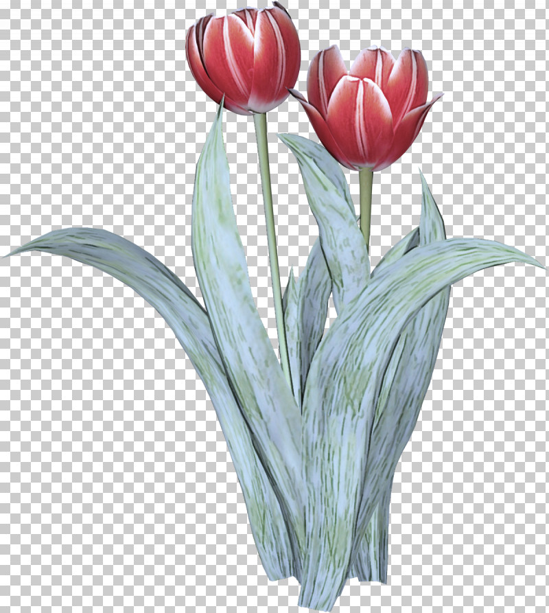 Flower Tulip Plant Cut Flowers Petal PNG, Clipart, Cut Flowers, Flower, Lily Family, Petal, Plant Free PNG Download