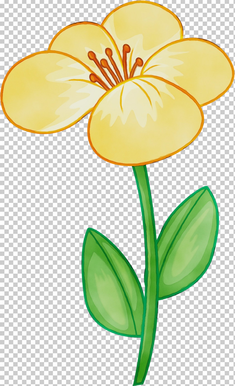 Flower Yellow Plant Petal Pedicel PNG, Clipart, Flower, Herbaceous Plant, Paint, Pedicel, Petal Free PNG Download