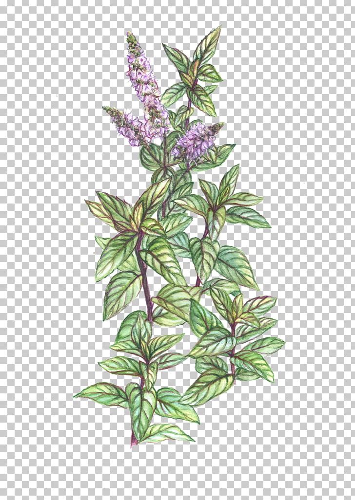 Peppermint Mentha Spicata Plant Herb Drawing PNG, Clipart, Botanical Illustration, Botany, Common Sage, Drawing, Essential Oil Free PNG Download