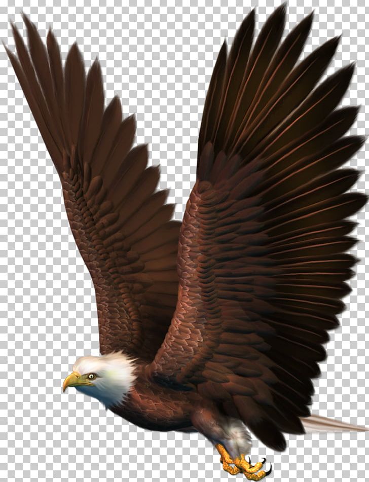 Bald Eagle Bird PNG, Clipart, Accipitriformes, Animals, Bald Eagle, Beak, Bird Free PNG Download