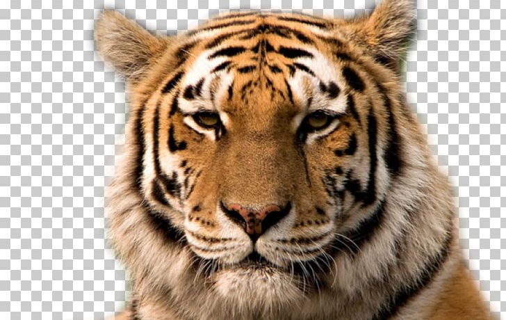 bengal tiger cat