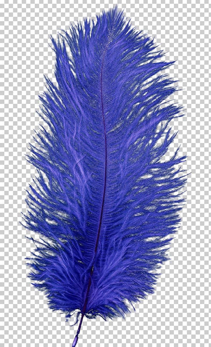 Feather PNG, Clipart, Animals, Blue, Cobalt Blue, Download, Electric Blue Free PNG Download
