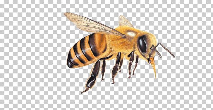 Honey Bee Hornet Queen Bee PNG, Clipart, 2017, 2018, Arthropod, Bee, Bee Bee Free PNG Download