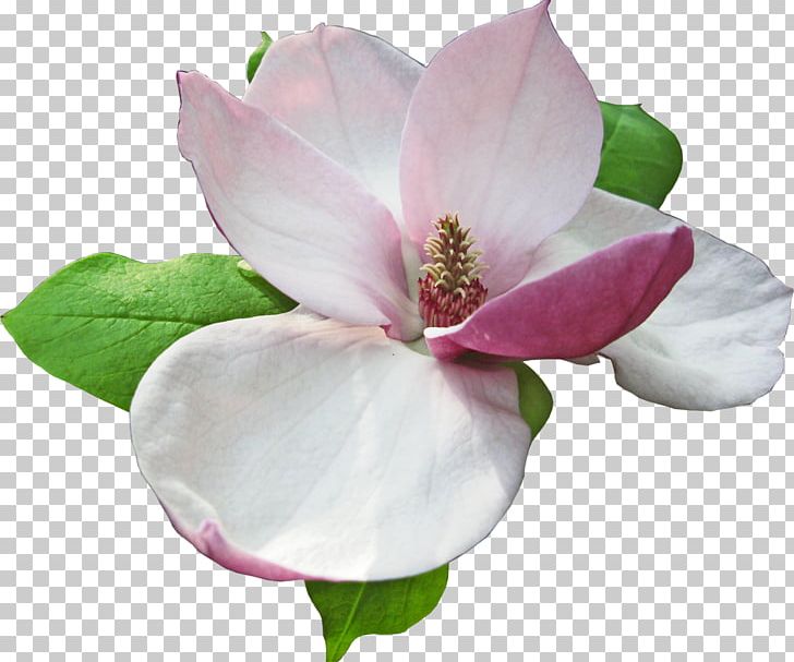 Magnoliaceae Flower RAR PNG, Clipart, Blossom, Cut Flowers, Digital Image, Eau De Parfum, Flower Free PNG Download