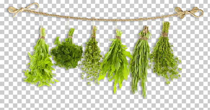 Herb Food Breakfast Oregano Health PNG, Clipart, Arrowroot, Basil, Breakfast, Fines Herbes, Food Free PNG Download