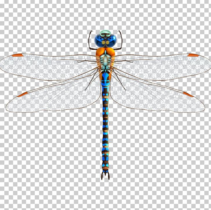 Insect Dragonfly PNG, Clipart, Animals, Arthropod, Blue, Blue Dragonfly, Cartoon Dragonfly Free PNG Download