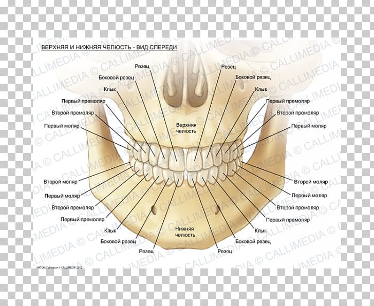 Mandible Maxilla Human Anatomy Alaleuanluu PNG, Clipart, Alaleuanluu, Anatomy, Angle, Diagram, Head And Neck Anatomy Free PNG Download