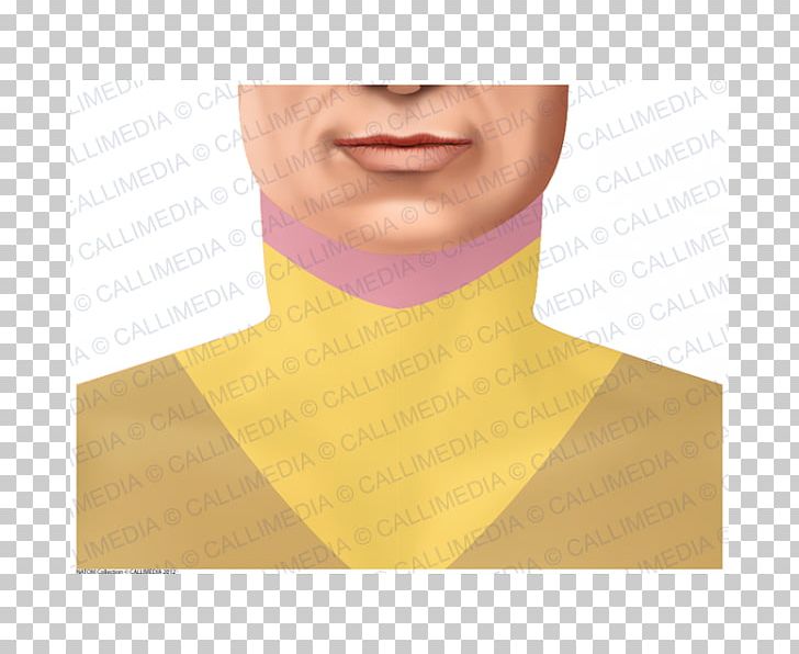 Neck PNG, Clipart, Chin, Dermatome, Jaw, Neck, Others Free PNG Download