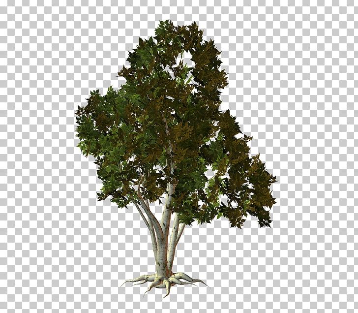 Tree Oak Root PNG, Clipart, Birch, Branch, Download, Evergreen, Leaf Free PNG Download