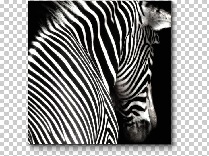 Black And White Zebra Painting Photography PNG, Clipart, Animal, Animals, Big Cats, Black, Black And White Free PNG Download