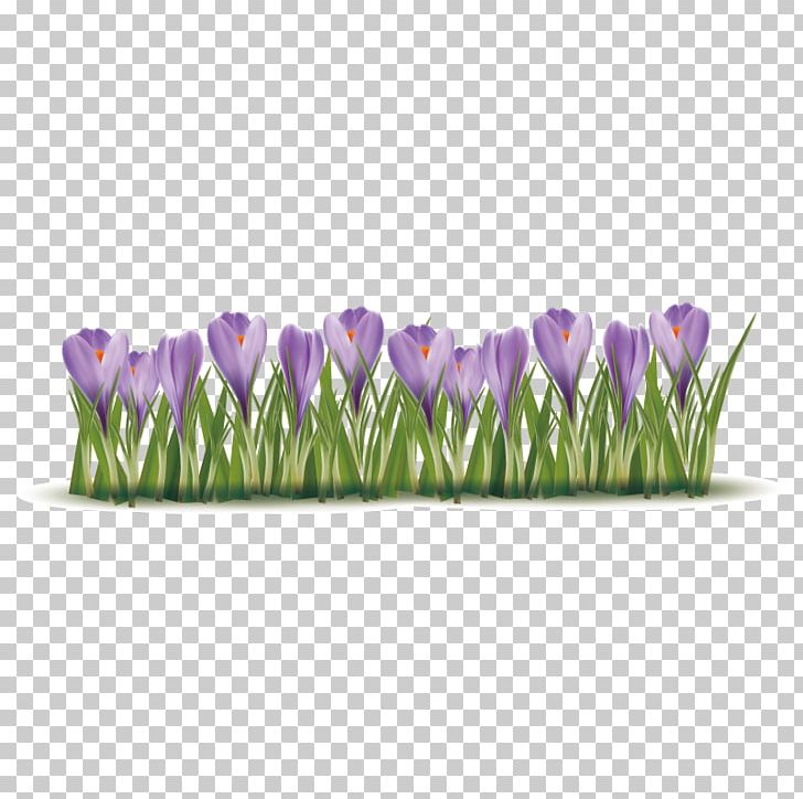 Crocus Vernus Autumn Crocus Crocus Flavus PNG, Clipart, Autumn, Color, Crocus, Crocus Vernus, Drawing Free PNG Download