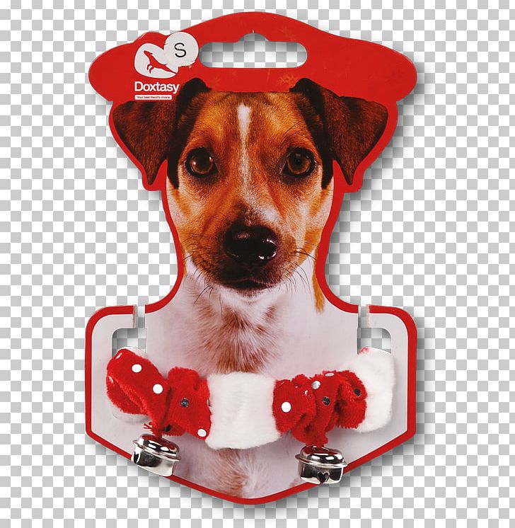 Dog Breed Rat Terrier Toy Fox Terrier Jack Russell Terrier PNG, Clipart, Bulldog, Christmas, Clothing, Companion Dog, Dog Free PNG Download