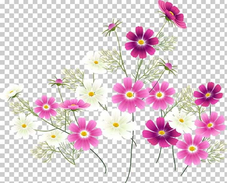 Flower Computer Software PNG, Clipart, Annual Plant, Archive File, Computer Software, Cosmos, Daisy Family Free PNG Download