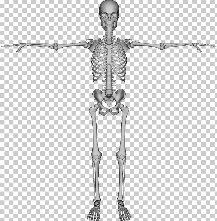 Human Skeleton Bone PNG, Clipart, Arm, Black And White, Bone, Drawing, Fantasy Free PNG Download