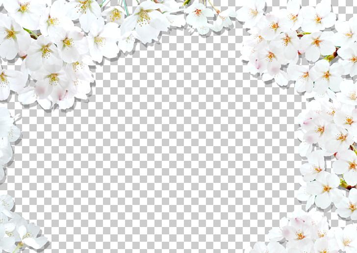 National Cherry Blossom Festival White PNG, Clipart, Background, Blossom, Blossoms, Border, Border Frame Free PNG Download