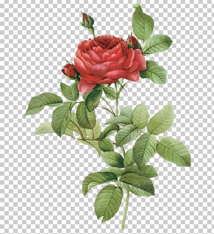 Roses French Rose Damask Rose Flower PNG, Clipart, Botanical Illustration, Cut Flowers, Damask Rose, Digital Image, Floribunda Free PNG Download