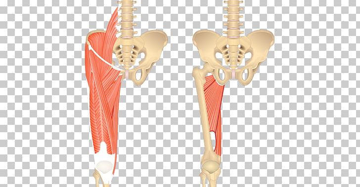 Sartorius Muscle Gracilis Muscle Psoas Major Muscle Adductor Brevis Muscle Pectineus Muscle PNG, Clipart, Adductor Longus Muscle, Adductor Muscles Of The Hip, Anatomy, Body Jewelry, Gracilis Muscle Free PNG Download