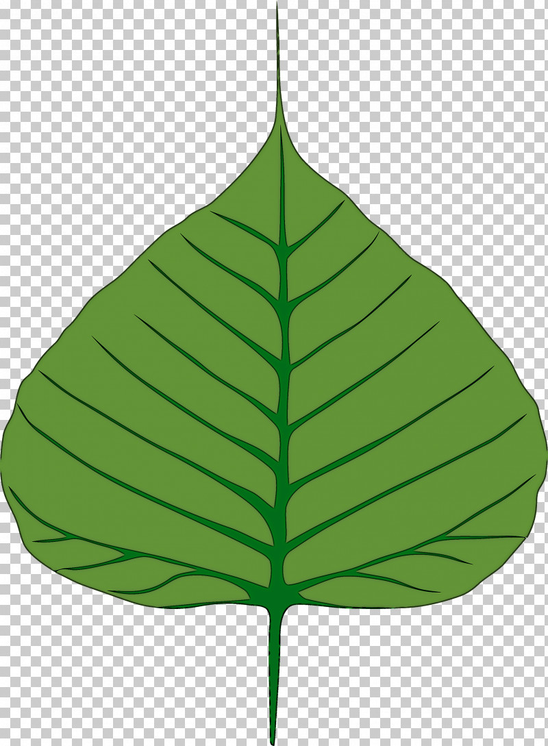 Bodhi Leaf Bodhi Day Bodhi PNG, Clipart, Anthurium, Bodhi, Bodhi Day, Bodhi Leaf, Flower Free PNG Download