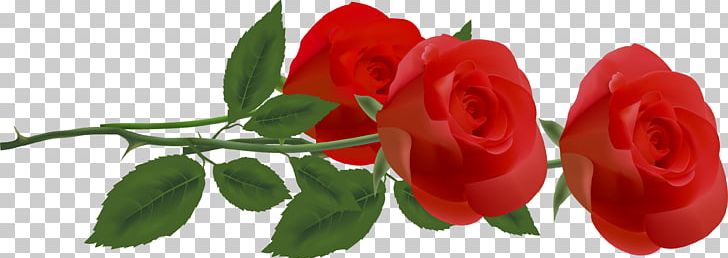 Rose Red PNG, Clipart, Blue Rose, Bud, Cut Flowers, Desktop Wallpaper, Floristry Free PNG Download