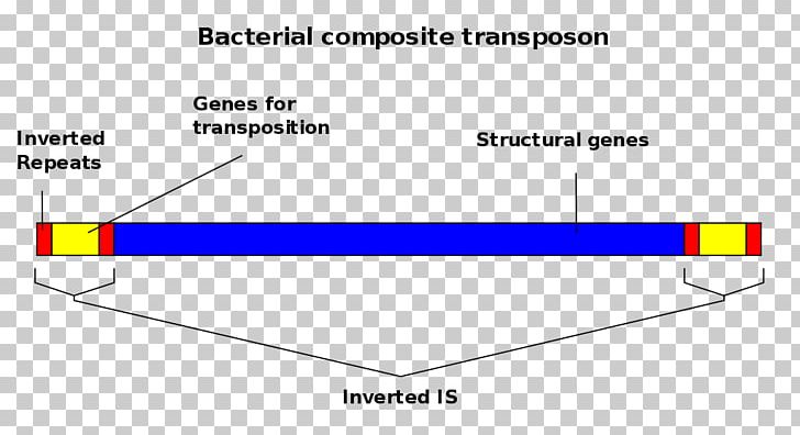 Transposable Element Insertion Sequence Mobile Genetic Elements Genome PNG, Clipart, Angle, Area, Bacteria, Cell, Chromosome Free PNG Download