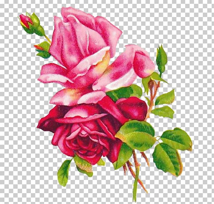 Beach Rose Flower 玫瑰圖鑑 Best Roses Garden Roses PNG, Clipart, Art, Artificial Flower, Beach Rose, Best Roses, Color Free PNG Download