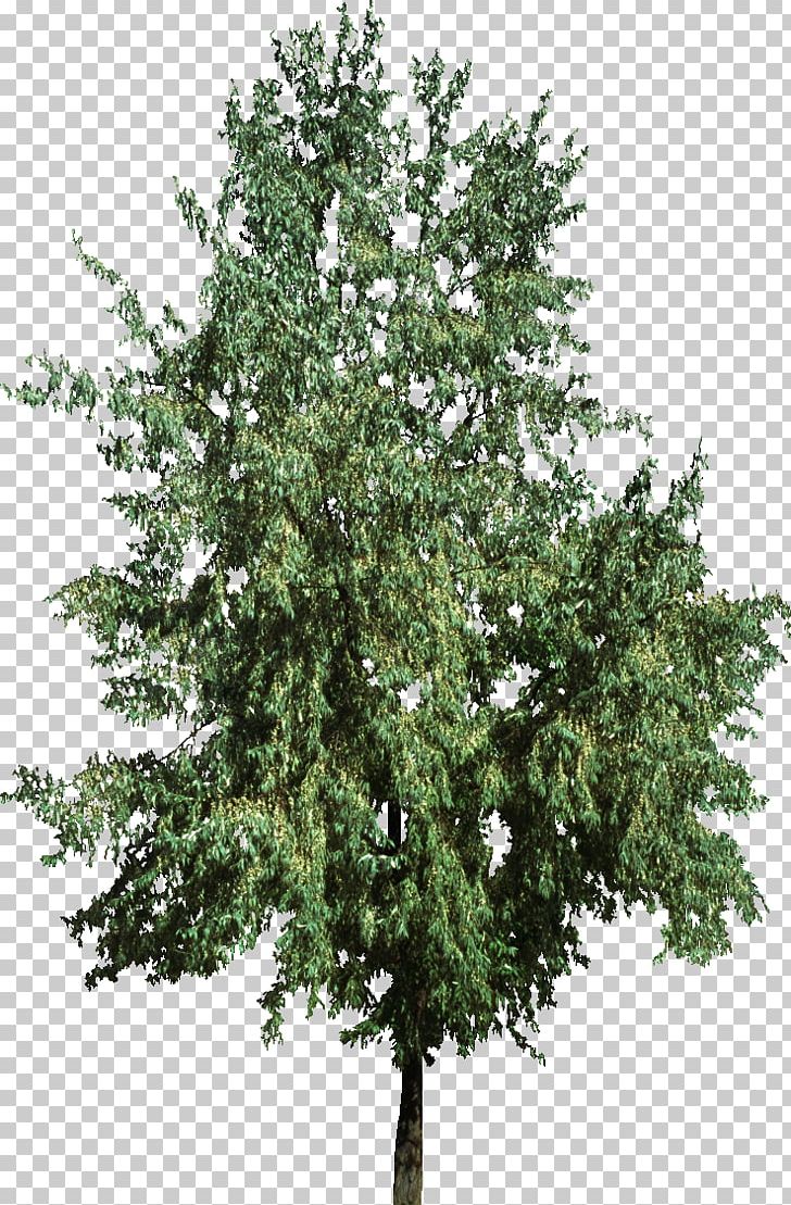 Christmas Tree Fir Pine PNG, Clipart, Blue Spruce, Branch, Brush, Bush Top, Christmas Free PNG Download