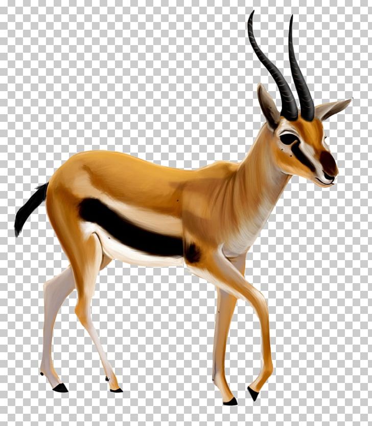 gazelle clipart