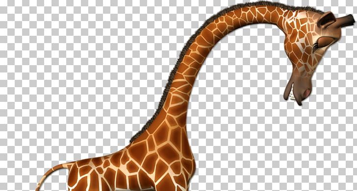 Giraffe Felidae Animal PNG, Clipart, Animal, Animals, Cat, Desktop Wallpaper, Fauna Free PNG Download