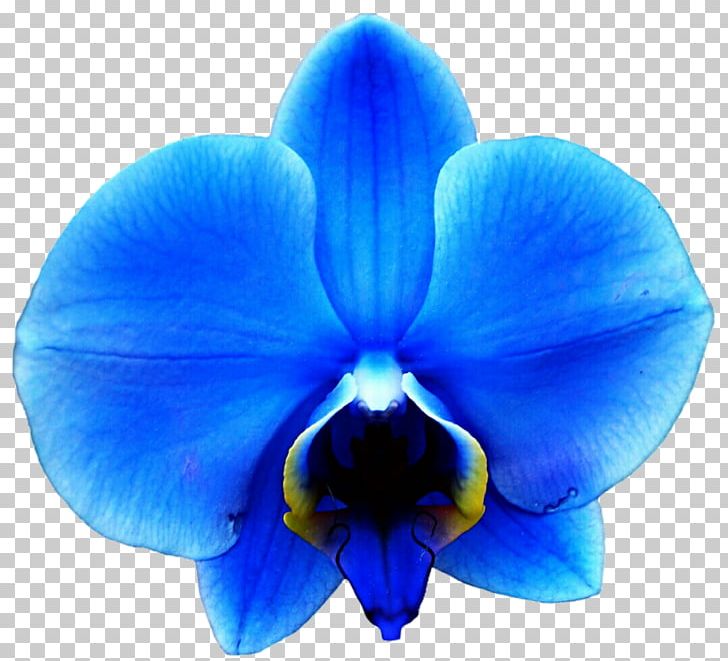 Orchids Blue Flower PNG, Clipart, Blue, Cobalt Blue, Color, Desktop Wallpaper, Electric Blue Free PNG Download