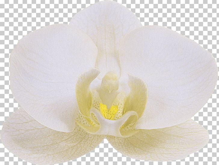 Orchids Floren Flower Phalaenopsis Aphrodite White PNG, Clipart, Baconao, Color, Floren, Flower, Flowering Plant Free PNG Download