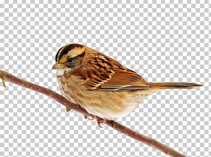 Sparrow Bird Dog PNG, Clipart, Animals, Beak, Bird, Birds, Branches Free PNG Download