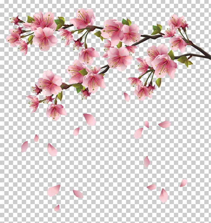 Cherry Blossom Android Desktop Google Play PNG, Clipart, Android, Android Ice Cream Sandwich, Android Version History, Azalea, Blossom Free PNG Download