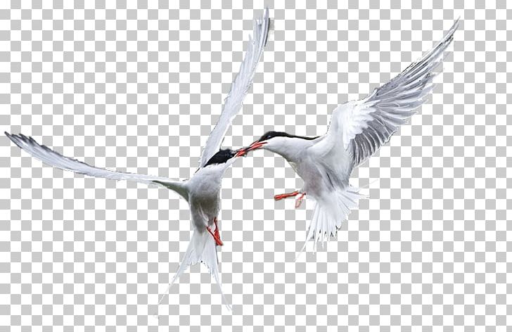 Beak Bird Cygnini Crane Goose PNG, Clipart, Anatidae, Animals, Beak, Bird, Charadriiformes Free PNG Download