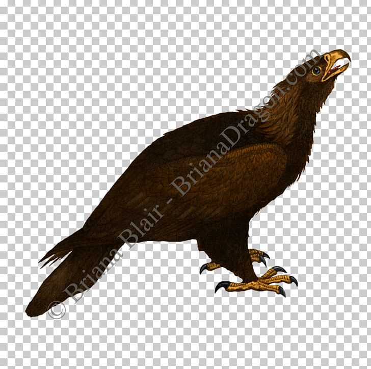 Bird Of Prey Accipitriformes Buzzard Vulture PNG, Clipart, Accipitriformes, Animal, Animals, Beak, Bird Free PNG Download