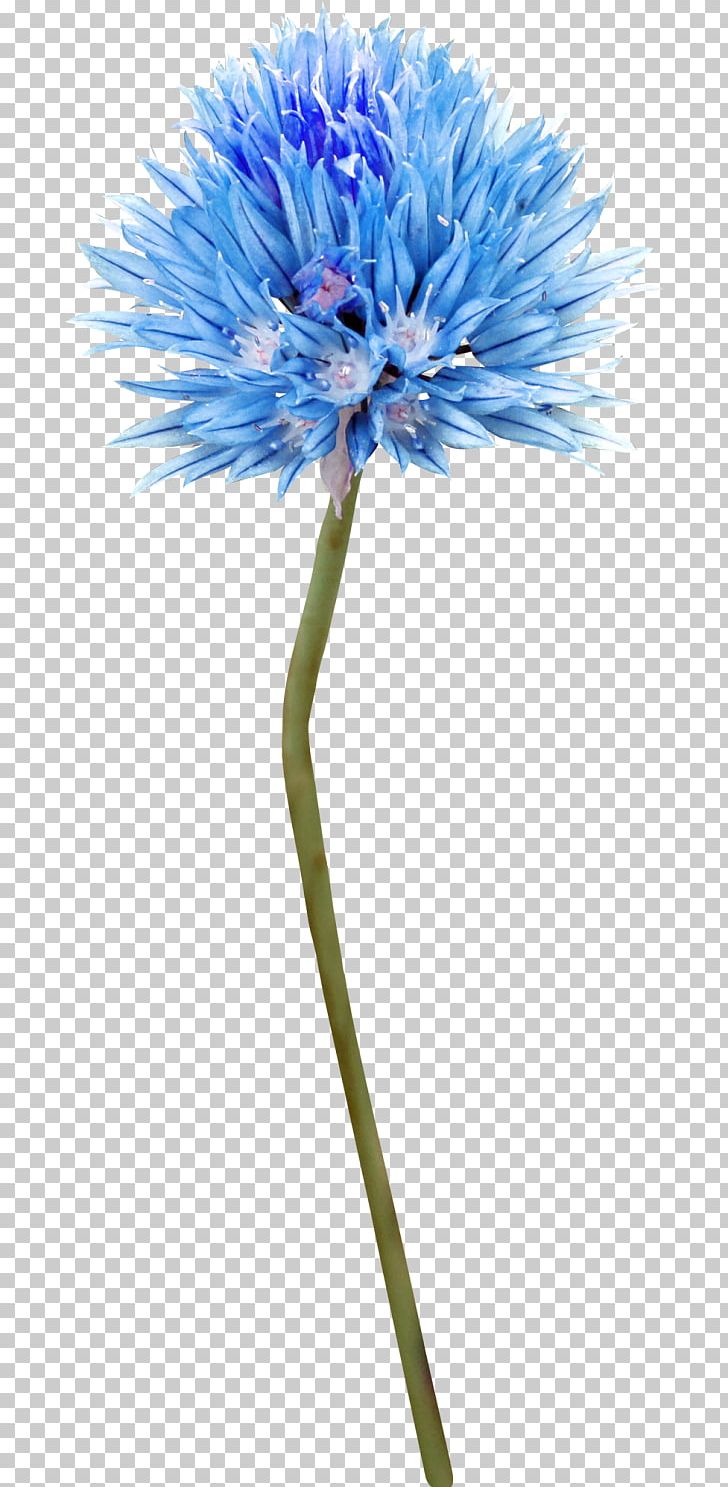 Cut Flowers Blue Tattoo Plant Stem PNG, Clipart, 2017, Aster, Blue, Blue Tattoo, Butterflies And Moths Free PNG Download