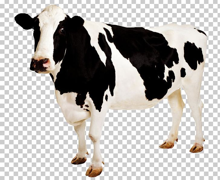 Holstein Friesian Cattle Desktop Sticker PNG, Clipart, Cattle, Cattle Like Mammal, Computer Icons, Cow Goat Family, Cows Free PNG Download