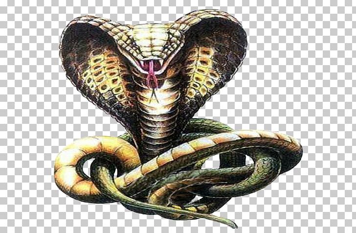 Snakes Indian Cobra Drawing Sketch PNG, Clipart, Cobra ...