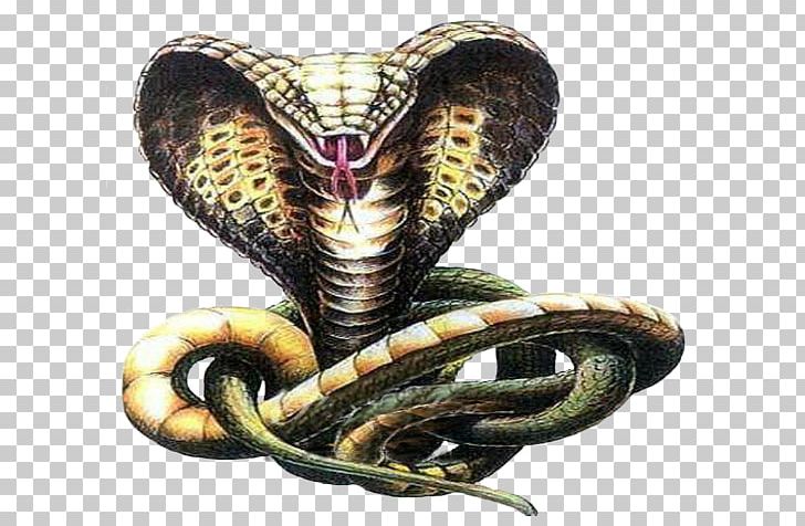 Snakes Indian Cobra Drawing Sketch PNG, Clipart, Cobra, Cobras, Colubridae, Drawing, Elapidae Free PNG Download