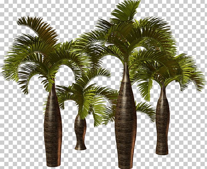 Arecaceae Plant Attalea Speciosa Asian Palmyra Palm PNG, Clipart, Arecaceae, Arecales, Asian Palmyra Palm, Attalea, Attalea Speciosa Free PNG Download