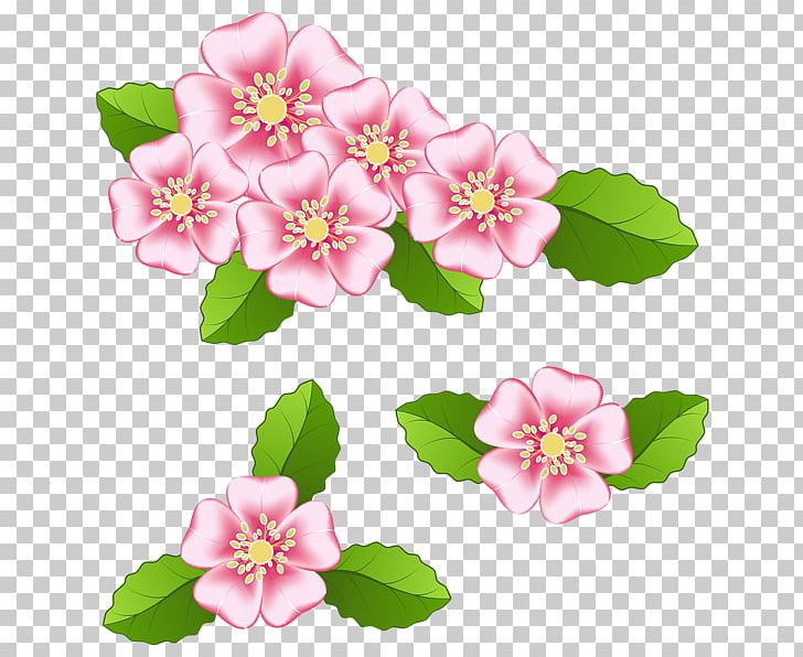 Flower PNG, Clipart, Art, Art Museum, Blog, Blossom, Cherry Blossom Free PNG Download