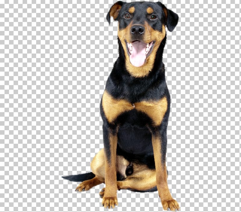 Dog Rottweiler Huntaway Black And Tan Terrier German Pinscher PNG, Clipart, Black And Tan Terrier, Companion Dog, Dog, German Pinscher, Huntaway Free PNG Download