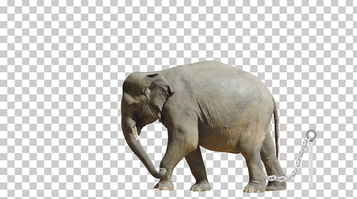 African Elephant Indian Elephant World Animal Protection Cruelty To Animals PNG, Clipart, African Elephant, Animals, Animal Welfare, Asian Elephant, Captivity Free PNG Download