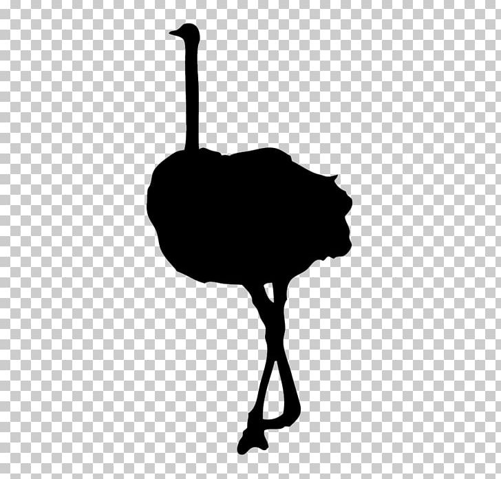 Common Ostrich Bird Silhouette PNG, Clipart, Animals, Beak, Bird, Black And White, Common Ostrich Free PNG Download