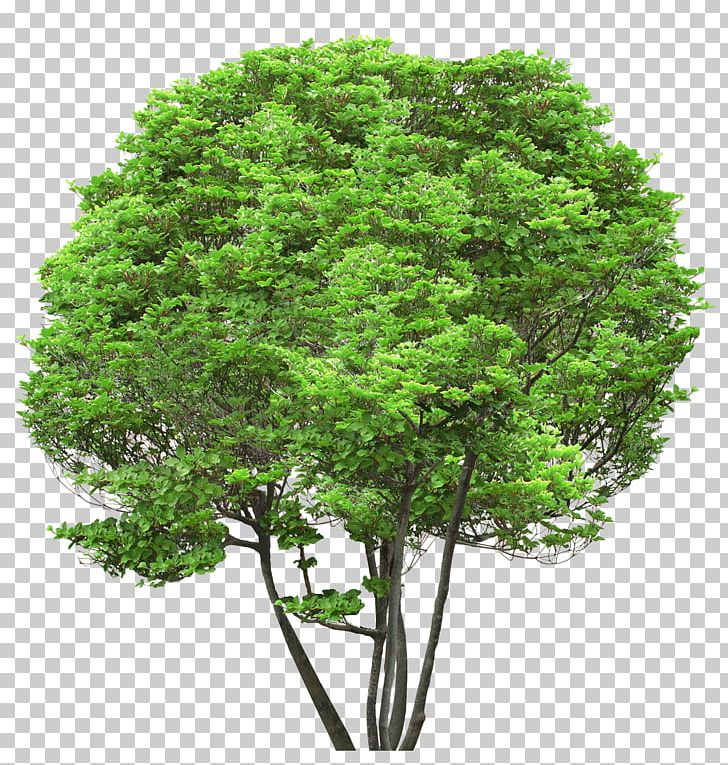 Sugar Maple Hardwood Softwood Tree Deciduous PNG, Clipart, Ash, Branch, Crown, Deciduous, Engineered Wood Free PNG Download