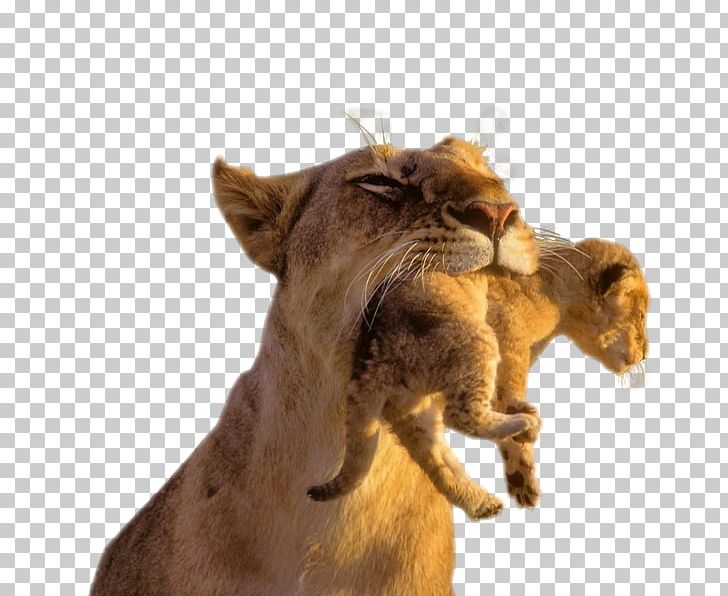 Baby Lions Lion Cubs Cougar Cat PNG, Clipart, Animal, Animals, Baby, Baby Lions, Big Cats Free PNG Download