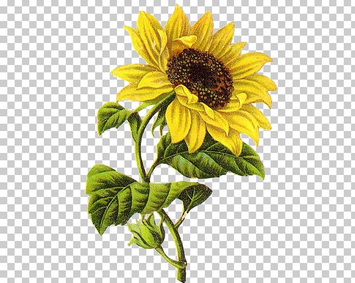 Black Outline Yellow Drawing Sun Flower White Sunflower Clip Art PNG Image  With Transparent Background | TOPpng